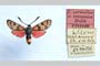 Zygaena carniolica var. tonzanica Holik, 1939 [паратип]