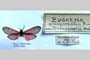 Zygaena purpuralis var. rebeli Drenowski, 1928 [паратип]