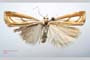 Catoptria gozmanyi casperella Ganev, 1983 [паратип]