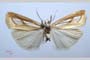 Catoptria gozmanyi casperella Ganev, 1983 [паратип]