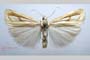 Catoptria gozmanyi casperella Ganev, 1983 [паратип]
