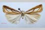 Catoptria gozmanyi casperella Ganev, 1983 [паратип]