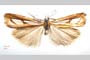 Catoptria gozmanyi casperella Ganev, 1983 [паратип]