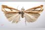 Catoptria gozmanyi casperella Ganev, 1983 [паратип]