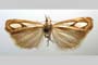 Catoptria gozmanyi casperella Ganev, 1983 [паратип]