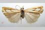 Catoptria gozmanyi casperella Ganev, 1983 [паратип]