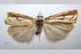 Catoptria gozmanyi casperella Ganev, 1983 [паратип]