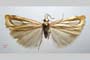Catoptria gozmanyi casperella Ganev, 1983 [паратип]
