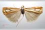 Catoptria gozmanyi casperella Ganev, 1983 [паратип]
