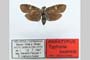 Typhonia beatricis Hatenschwiler, 2000 [paratype]