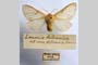 Lemonia balcanica ab. rilaensis Drenowski, 1936 [холотип]