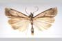 Catoptria olympica Ganev, 1983 [паратип]