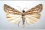 Catoptria olympica Ganev, 1983 [паратип]