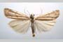 Catoptria olympica Ganev, 1983 [паратип]