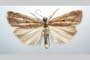 Catoptria olympica Ganev, 1983 [паратип]