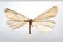 Catoptria majorella klimeschi Ganev, 1983 [паратип]