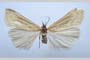 Catoptria majorella klimeschi Ganev, 1983 [паратип]