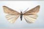 Catoptria majorella klimeschi Ganev, 1983 [паратип]