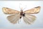 Catoptria majorella klimeschi Ganev, 1983 [паратип]