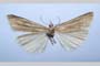 Catoptria majorella klimeschi Ganev, 1983 [паратип]
