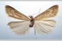 Catoptria majorella klimeschi Ganev, 1983 [паратип]