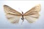 Catoptria majorella klimeschi Ganev, 1983 [паратип]