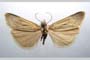 Catoptria biformella roesleri Ganev, 1983 [паратип]