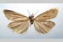 Catoptria biformella roesleri Ganev, 1983 [паратип]