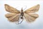 Catoptria biformella roesleri Ganev, 1983 [паратип]