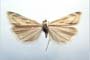 Catoptria biformella roesleri Ganev, 1983 [паратип]