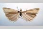 Catoptria biformella roesleri Ganev, 1983 [паратип]