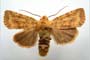 Orrhodia rubiginea var. bulgarica Karnoschitzky, 1954 [холотип]