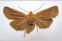 Orrhodia rubiginea var. bulgarica Karnoschitzky, 1954 [холотип]