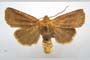 Orrhodia rubiginea var. bulgarica Karnoschitzky, 1954 [паратип]