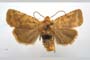Orrhodia rubiginea var. bulgarica Karnoschitzky, 1954 [паратип]