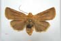Orrhodia rubiginea var. bulgarica ab. fumosa Karnoschitzky, 1954 [холотип]