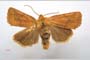 Orrhodia rubiginea var. bulgarica ab. subcompleta Karnoschitzky, 1954 [холотип]