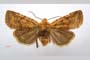 Orrhodia rubiginea var. bulgarica ab. subtigerina Karnoschitzky, 1954 [паратип]
