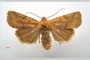 Orrhodia rubiginea var. bulgarica ab. subtigerina Karnoschitzky, 1954 [холотип]