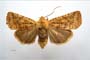 Orrhodia rubiginea var. bulgarica Karnoschitzky, 1954 [паратип]