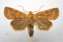 Orrhodia rubiginea var. bulgarica Karnoschitzky, 1954 [паратип]
