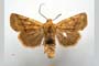 Orrhodia rubiginea var. bulgarica Karnoschitzky, 1954 [паратип]