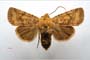 Orrhodia rubiginea var. bulgarica Karnoschitzky, 1954 [паратип]
