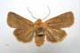 Orrhodia rubiginea var. bulgarica ab. fumosa Karnoschitzky, 1954 [паратип]