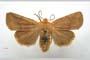 Orrhodia rubiginea var. bulgarica ab. fumosa Karnoschitzky, 1954 [паратип]