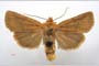 Orrhodia rubiginea var. bulgarica ab. fumosa Karnoschitzky, 1954 [паратип]