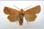 Orrhodia rubiginea var. bulgarica Karnoschitzky, 1954 [паратип]