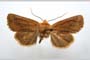 Orrhodia rubiginea var. bulgarica Karnoschitzky, 1954 [паратип]