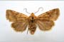 Orrhodia rubiginea var. bulgarica ab. subtigerina Karnoschitzky, 1954 [паратип]