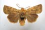 Orrhodia rubiginea var. bulgarica ab. subtigerina Karnoschitzky, 1954 [паратип]